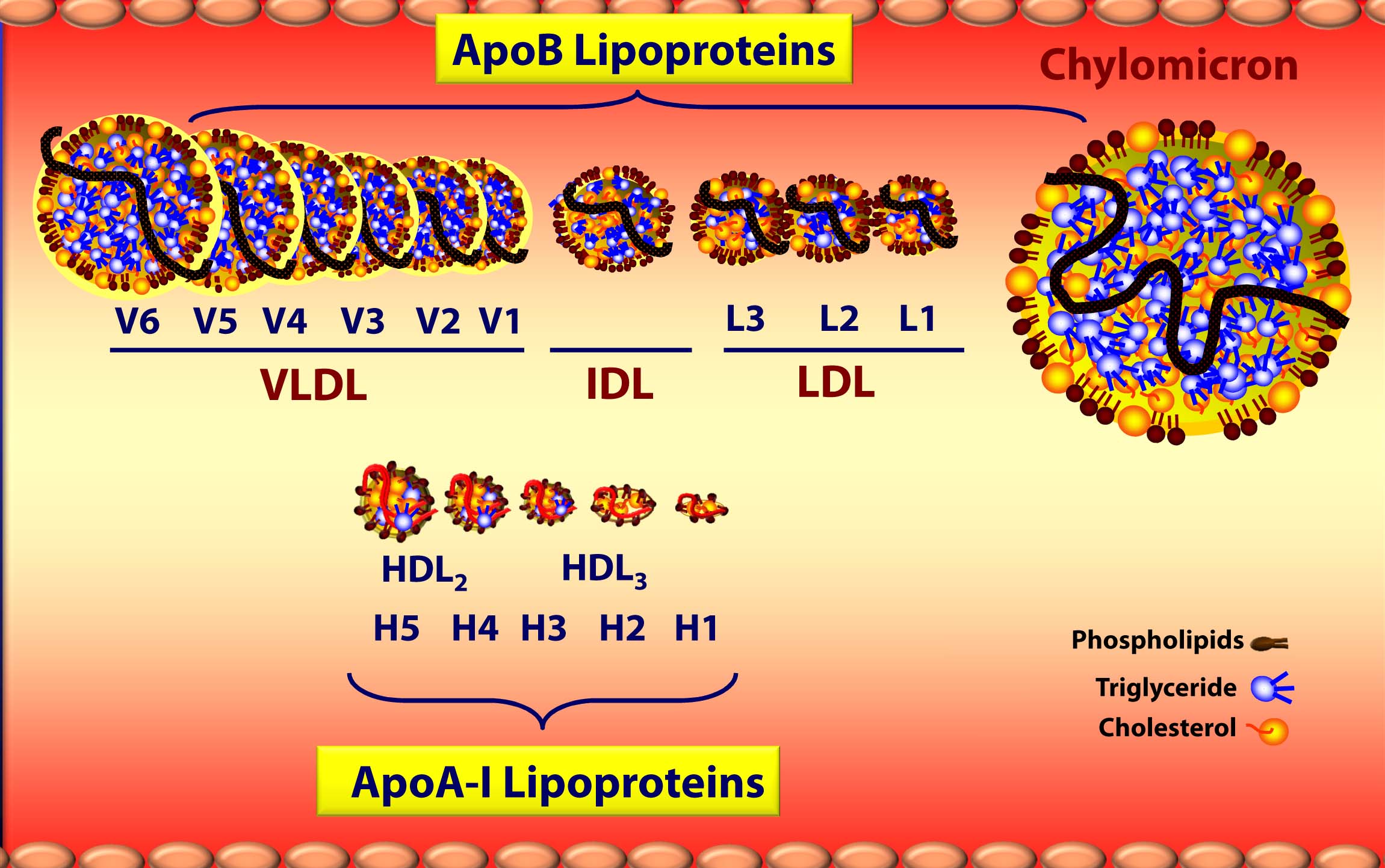 What is VLDL cholesterol?